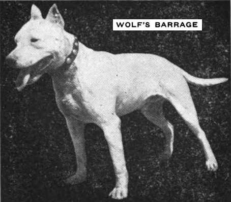 Wolf's Barrage | Bull Terrier 
