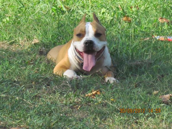 Vendi | American Staffordshire Terrier 