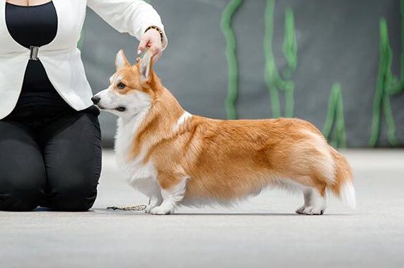 ANDVOL PACO RABBANE | Pembroke Welsh Corgi 