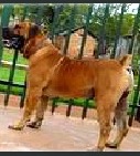 Afrika Impi | African Boerboel 