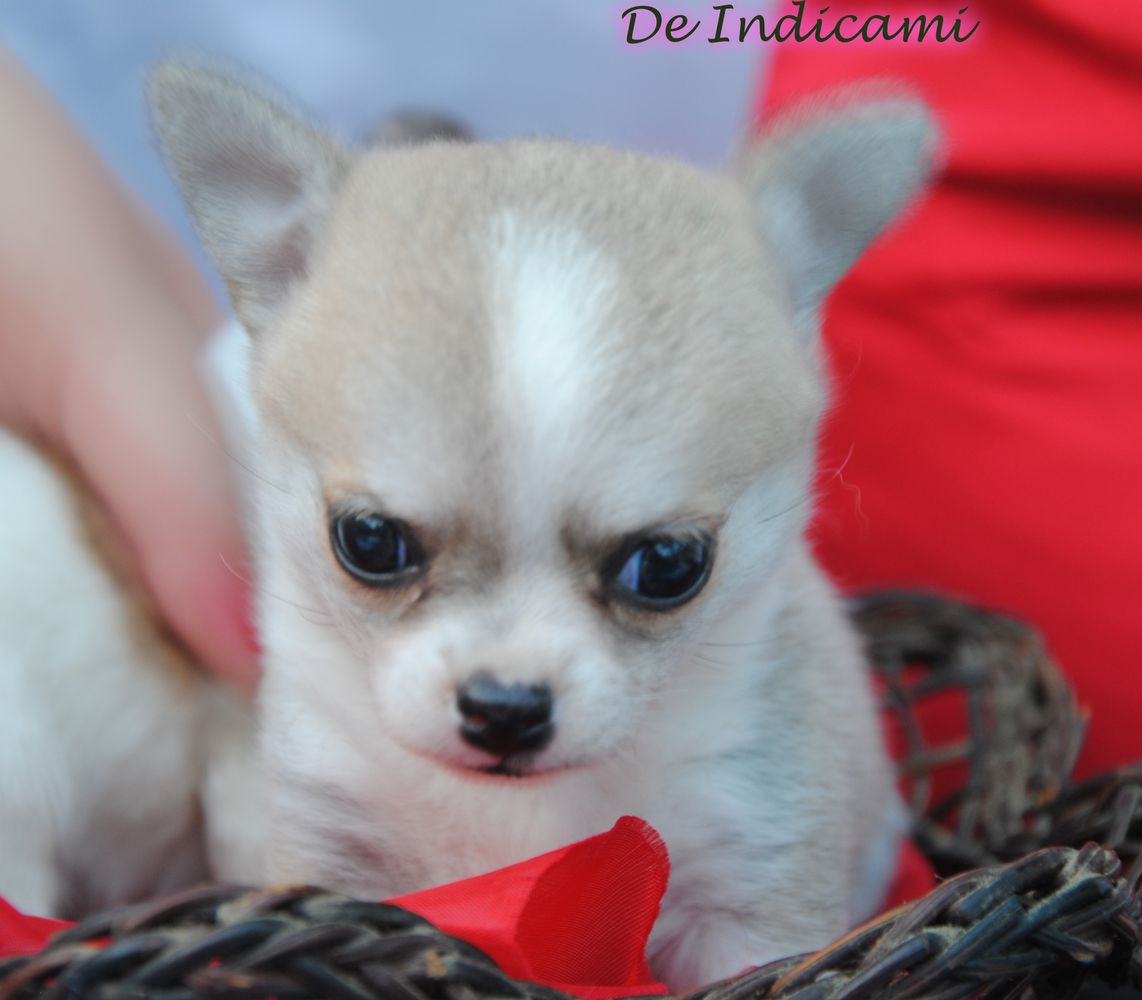 Tarantella De Indicami | Chihuahua 
