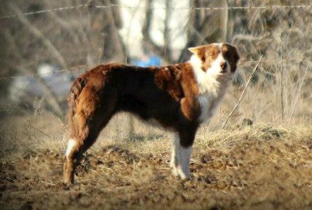 Bella ABC 340121 | Border Collie 