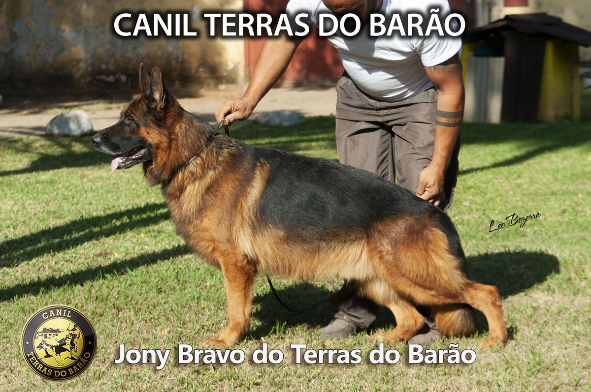 Jony Bravo do Terras do Barão | German Shepherd Dog 