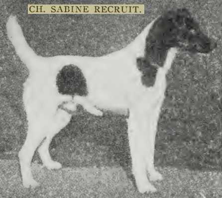 Sabine Recruit | Smooth Fox Terrier 