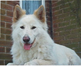 Norsetom  Ronomets | White Swiss Shepherd Dog 