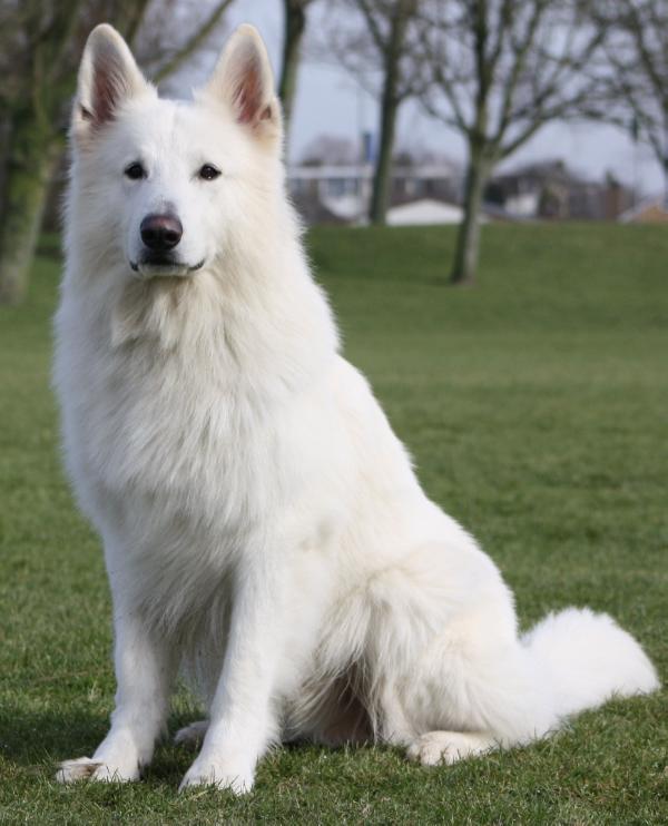 Adorable Mikayla Jewel of Joy | White Swiss Shepherd Dog 