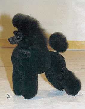 Señorio Of Shikarah's | Poodle 