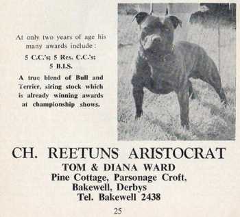 Reetuns Aristocrat | Staffordshire Bull Terrier 