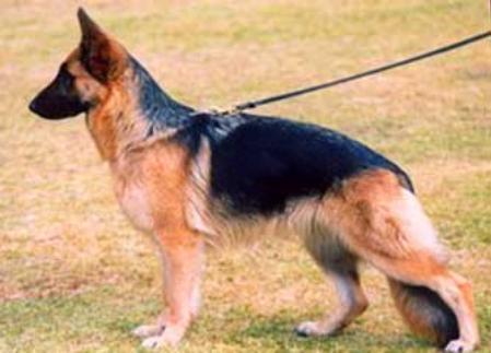 Karats Kerrie | German Shepherd Dog 
