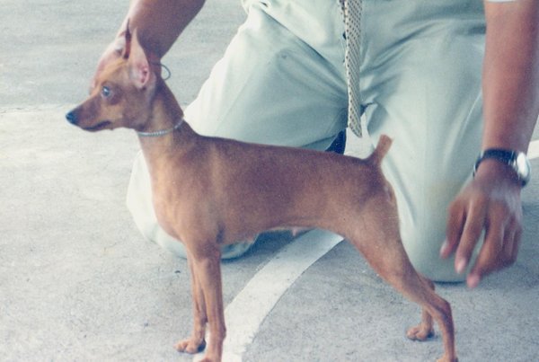 WEMP's PROFESSIONAL STYLING | Miniature Pinscher 