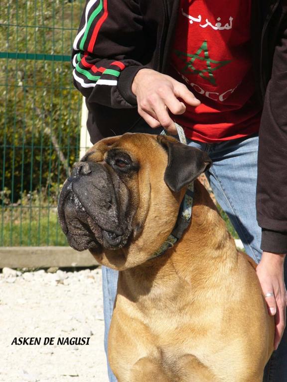 ASKEN DE NAGUSI | Bullmastiff 