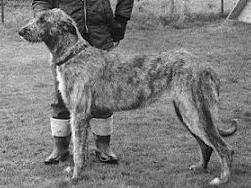 Sulhamstead Moppet | Irish Wolfhound 