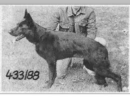 Debby von Costa-Rica | German Shepherd Dog 