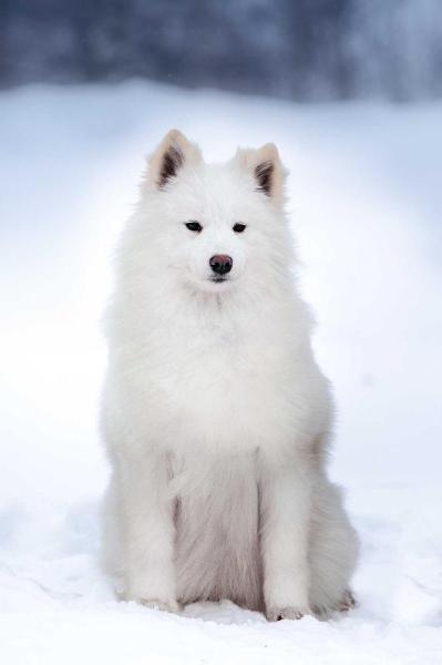 Rundogs Likbyorn Otvazhnaya | Samoyed 