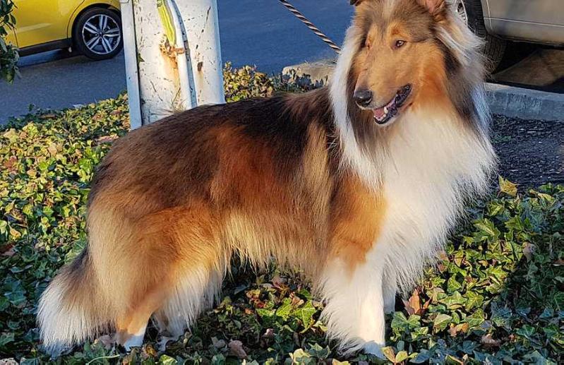 Prairie Wynds Atlas Aurelius | Rough Collie 