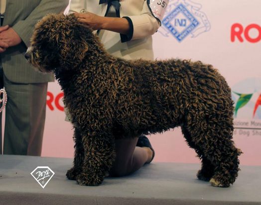 Basilio de Sinkovic | Spanish Water Dog 