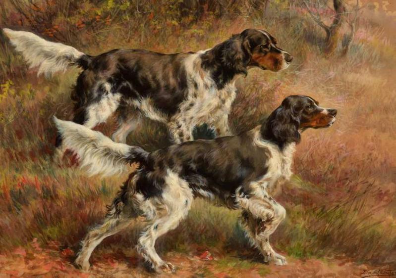 English Setter Dog | English Setter 