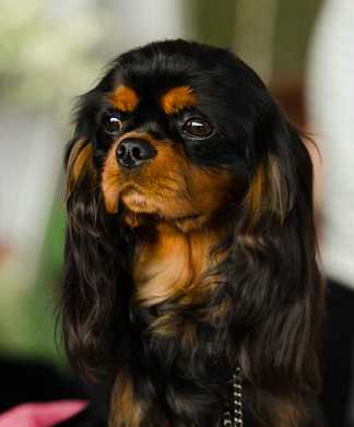 Little Mec De La Geode | Cavalier King Charles Spaniel 