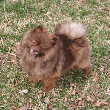 Pom-Derosa's Kokoa Krinkle Karm | Pomeranian 