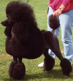 Serekunda Sarah Jane | Poodle 