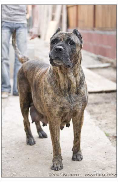 Gita de irema curto caoba | Perro de Presa Canario 