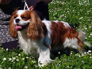 Trusties Yeastie At Quail Run | Cavalier King Charles Spaniel 