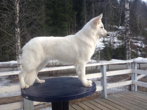 Haylay Of Trebons Berger Blanc | White Swiss Shepherd Dog 