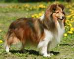 VENSKIY VALS iz Grafskogo Pomiestija | Shetland Sheepdog 