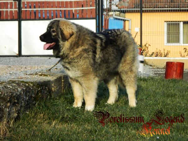 Dermina Alex Xonia ( owner: Porolissum Legend kennel) | Caucasian Mountain Dog 