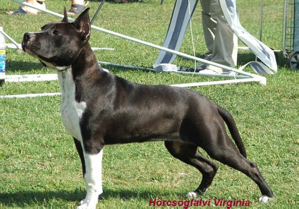 Hörcsögfalvi Virginia | American Staffordshire Terrier 