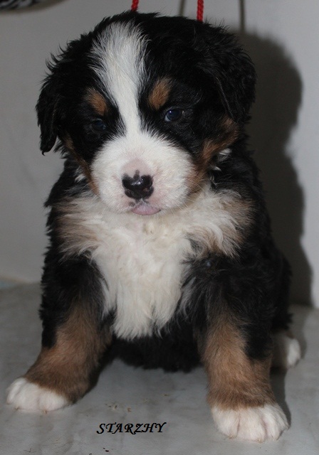 Ramona Albero Slavo Starzhy | Bernese Mountain Dog 