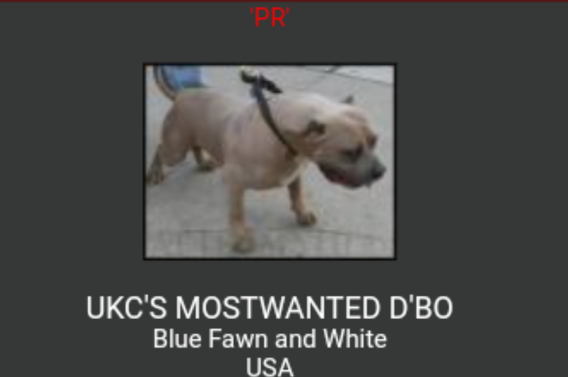 UKC'S MOSTEDWANTED D'BO | American Pit Bull Terrier 