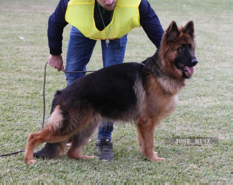 GALA DE MURVICAN | German Shepherd Dog 