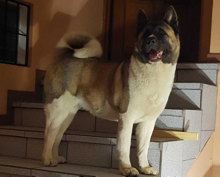 Heavenly Light Ultra | Akita 