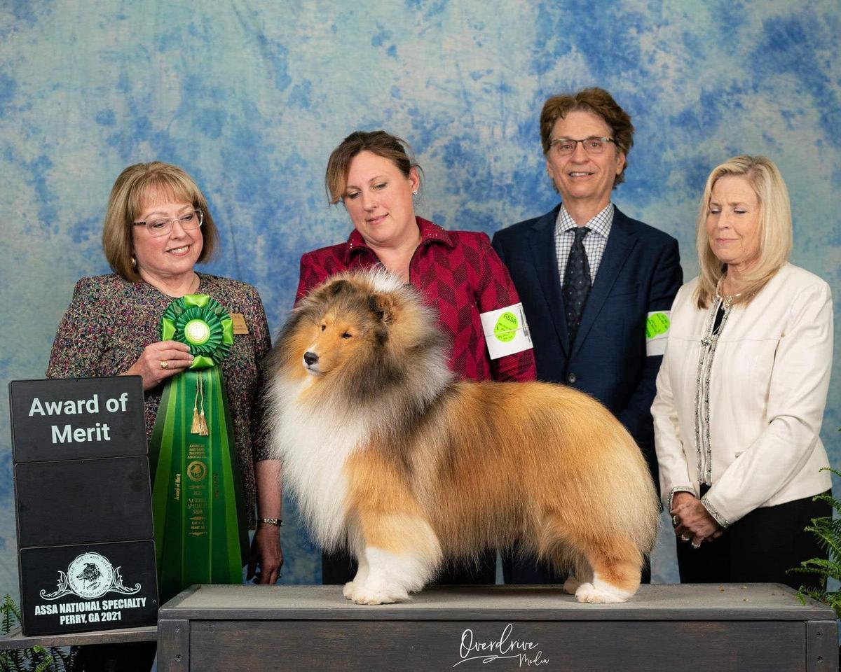 Laureate Magnified | Shetland Sheepdog 