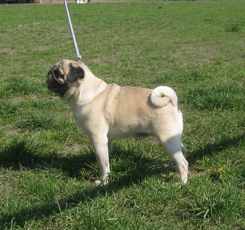 Ass Mauntain Spring | Pug 