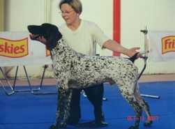 AMBOSS DUAL STATUS | German Shorthaired Pointer 