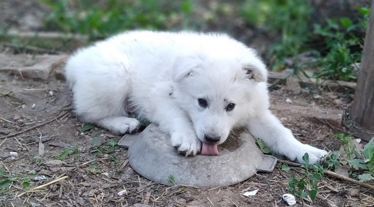 Ayrish from Centr of Ukraine | White Swiss Shepherd Dog 