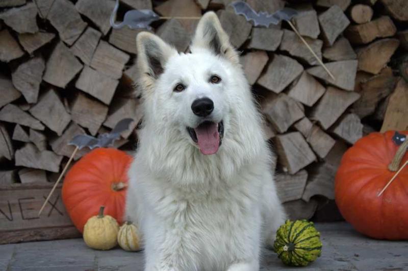 Nex of the White Wolves | White Swiss Shepherd Dog 