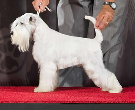 Aaron White Star of Rainbowland | Miniature Schnauzer 