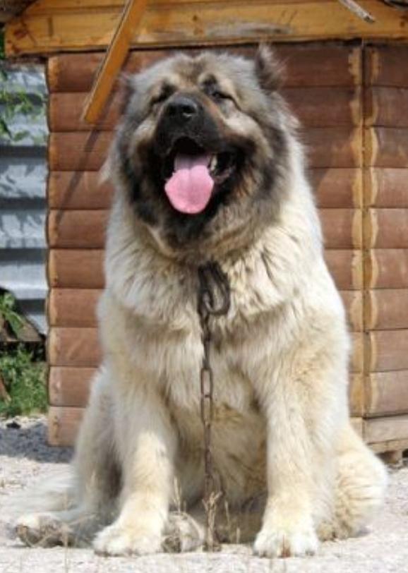 DINASTIA GVIDONA LZ SVETLOGO DOMA | Caucasian Mountain Dog 