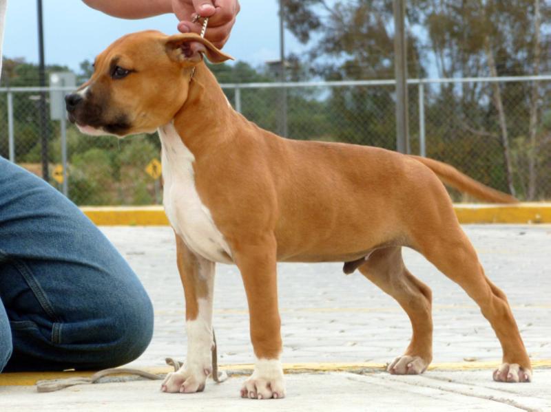 Daredevil Wa-Wa | American Staffordshire Terrier 