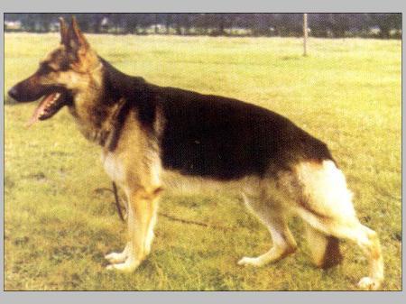 Bernd vom Holter Wald | German Shepherd Dog 