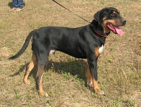 Monaghan's Black Jack | Catahoula Leopard Dog 