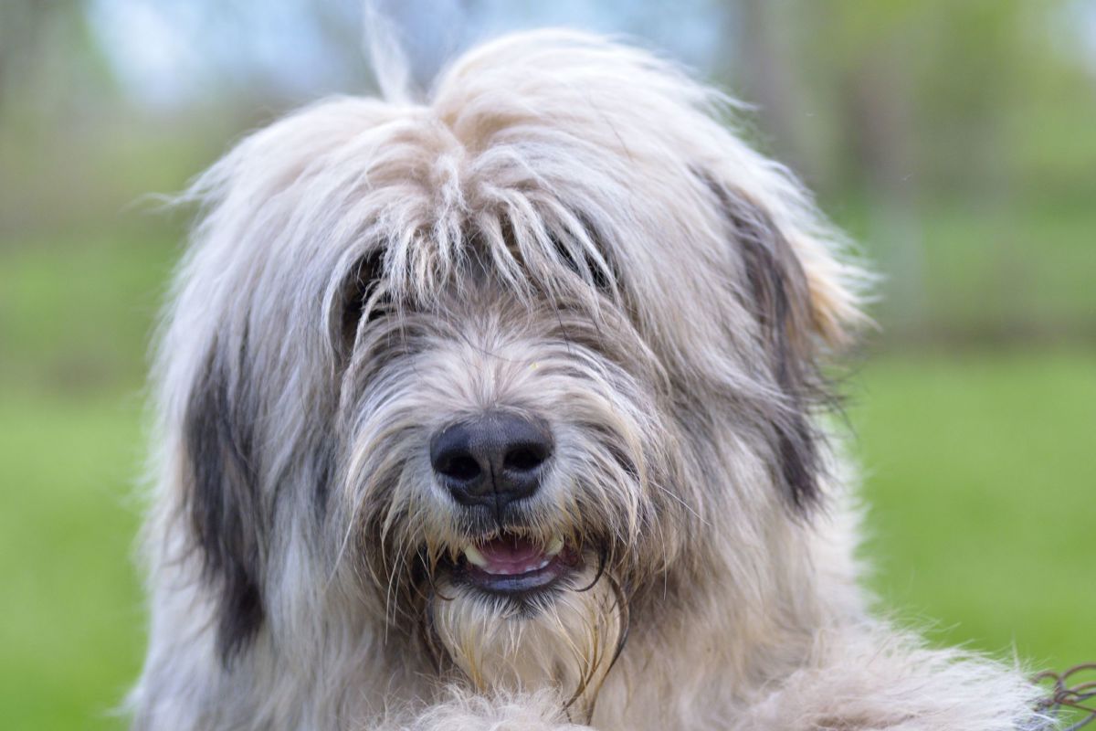Romanian Mioritic Shepherd Dog