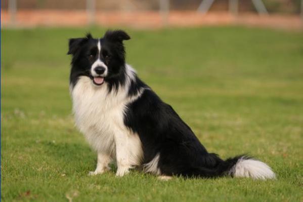 Wagons Ho Look On The Bright Side O Life | Border Collie 