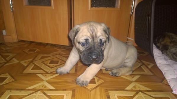 Tiguan Sport Stail | Perro de Presa Canario 
