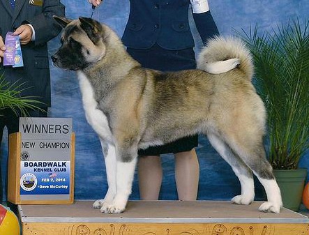 Xtreme's A Diamond In The Rough | Akita 