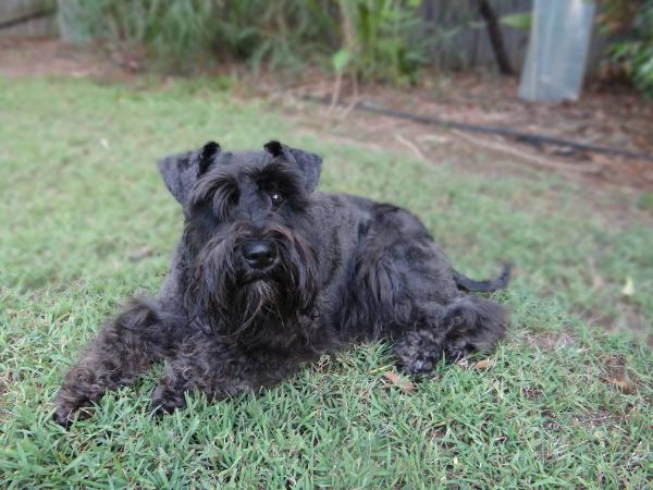 Blaizenoak Xyrah | Miniature Schnauzer 