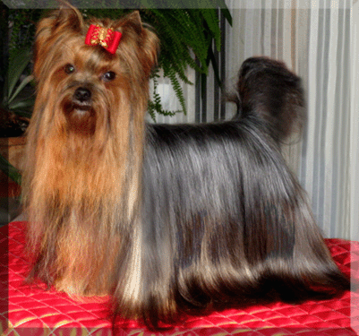 Bonsai Zidane | Yorkshire Terrier 